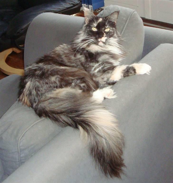 Maine Coon SnowAngels Gizmone billede 6