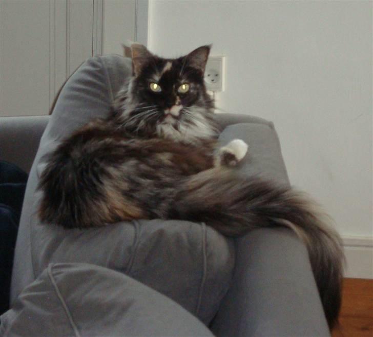 Maine Coon SnowAngels Gizmone billede 7