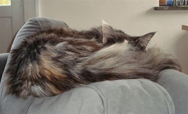 Maine Coon SnowAngels Gizmone billede 8