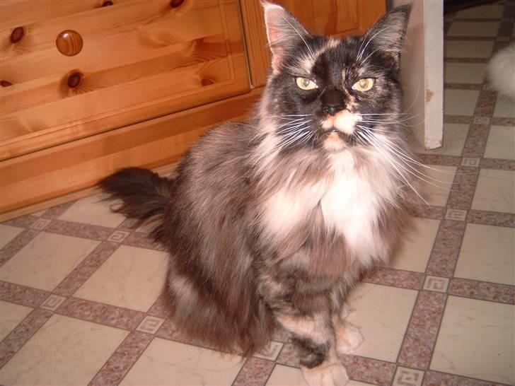 Maine Coon SnowAngels Gizmone billede 9