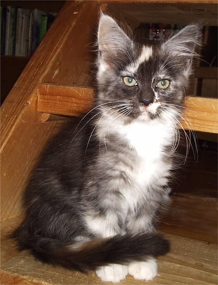 Maine Coon SnowAngels Gizmone billede 10