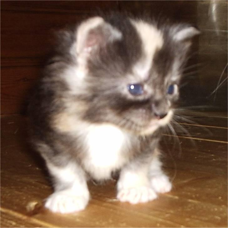 Maine Coon SnowAngels Gizmone billede 11