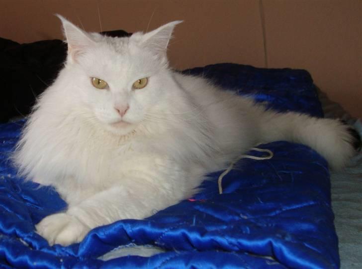 Maine Coon Karismas Our White Rose billede 12