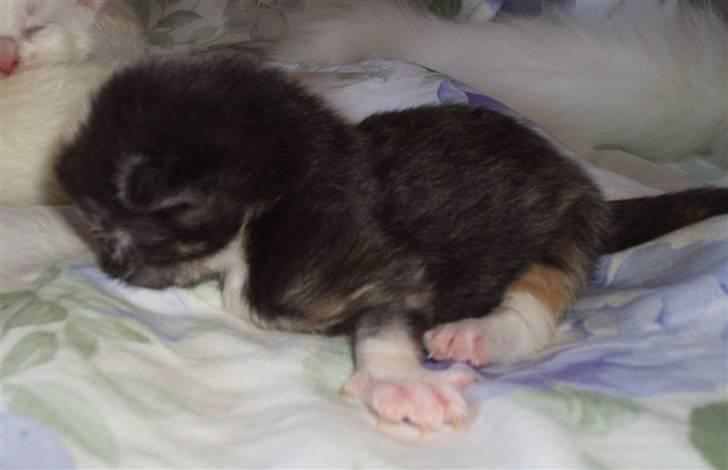 Maine Coon SnowAngels Gizmone billede 12