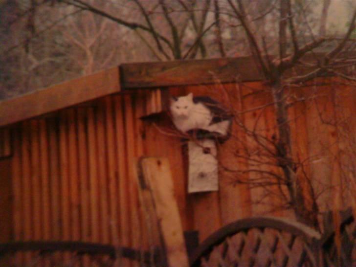 Huskat Karla  billede 19