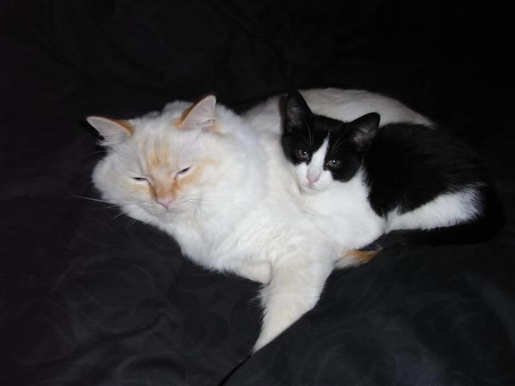 Blanding af racer Molly - Molly til højre, storebror Enzo til venstre billede 1