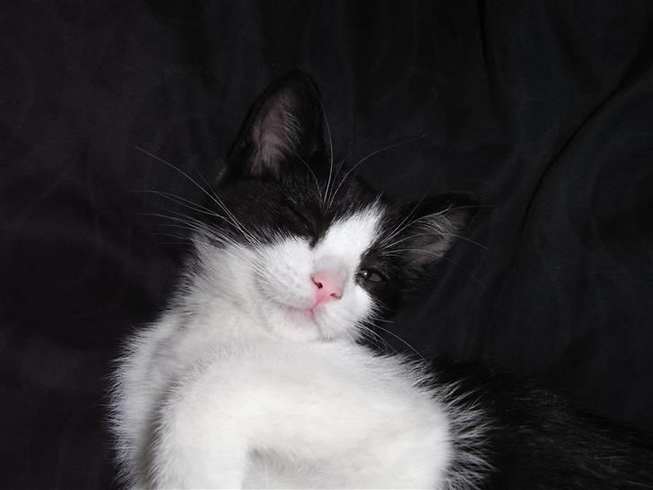 Blanding af racer Molly billede 2