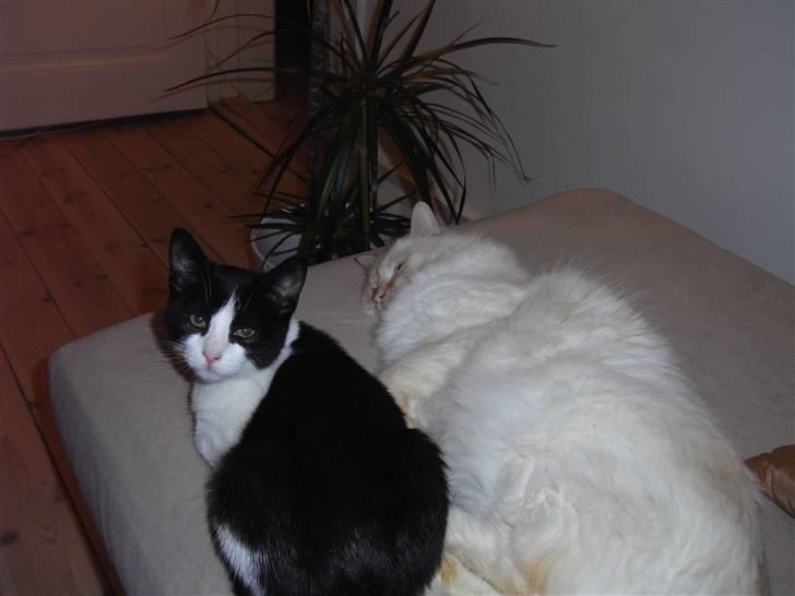 Blanding af racer Molly - Molly til venstre og Enzo til højre billede 3