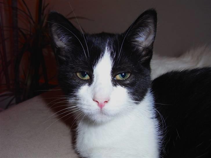 Blanding af racer Molly billede 4