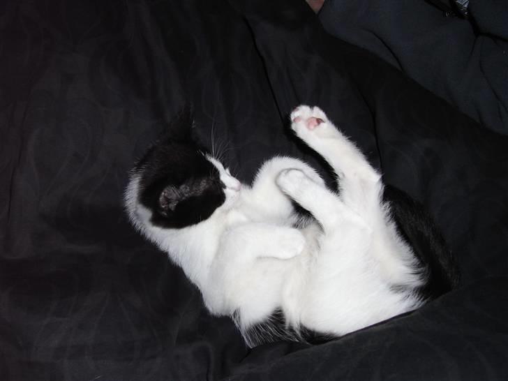 Blanding af racer Molly billede 5