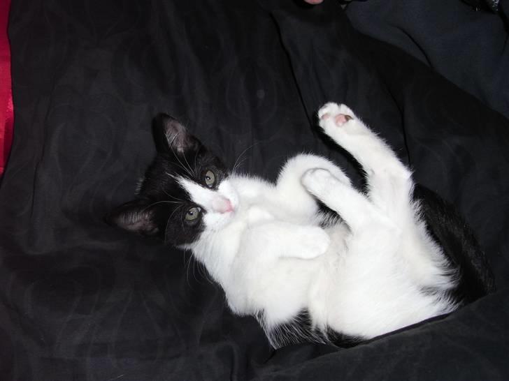 Blanding af racer Molly billede 6