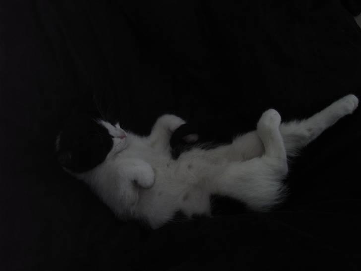 Blanding af racer Molly billede 7