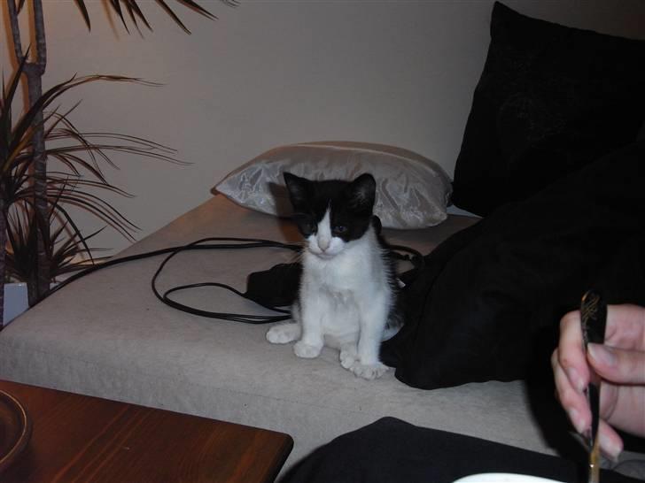 Blanding af racer Molly billede 8