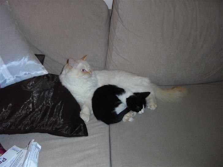 Blanding af racer Molly billede 9