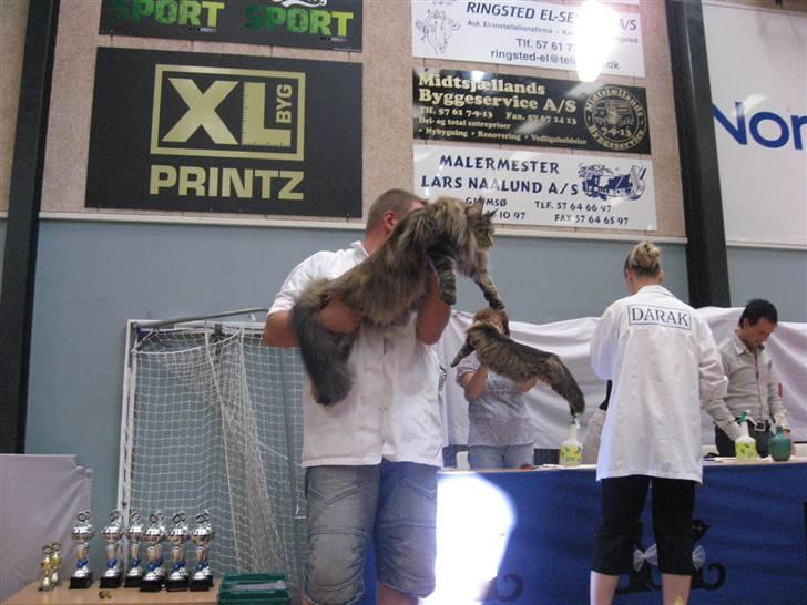 Maine Coon Micharlo´s Dark Rose - gud jeg må have en god "hårdag" idag alle kigger på mig:) billede 8