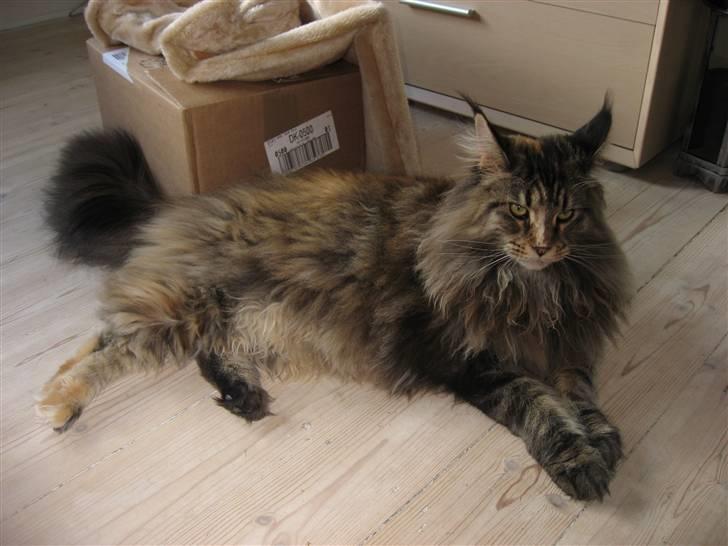 Maine Coon Micharlo´s Dark Rose - "se er jeg ikke stor?" billede 9