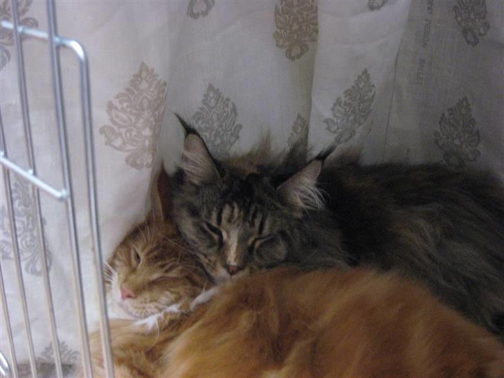 Maine Coon Micharlo´s Dark Rose - uhh det er så hyggeligt billede 10