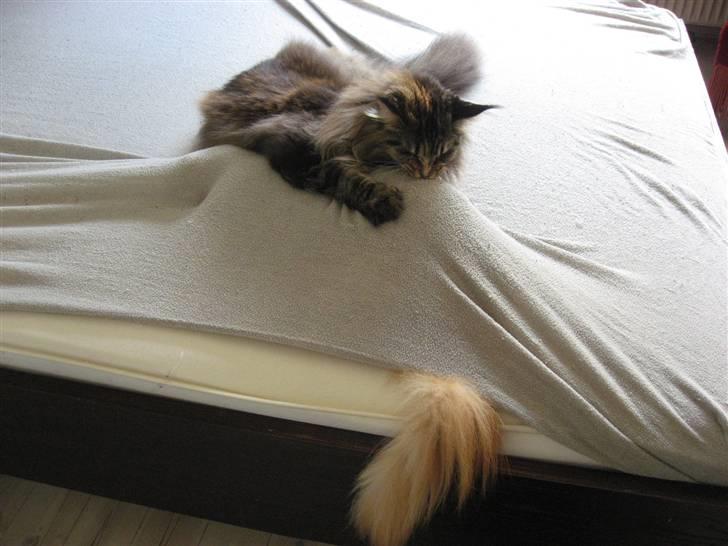 Maine Coon Micharlo´s Dark Rose - det er bare super sjovt at lege tag-fat med nippon under lagnet:) billede 11