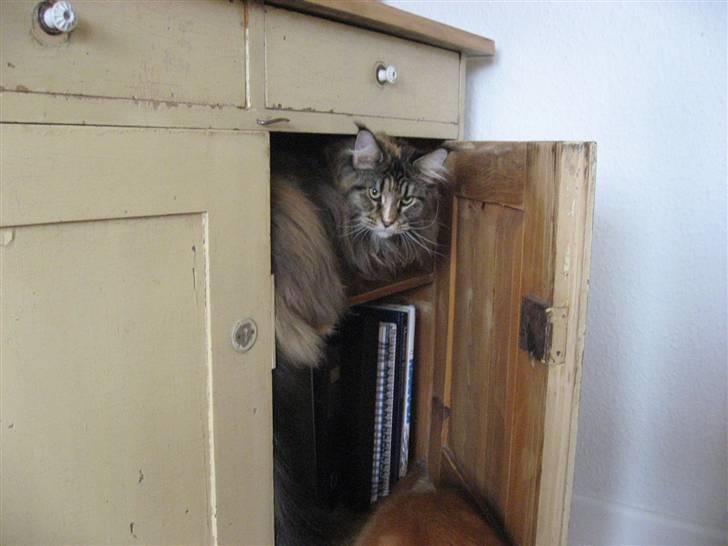 Maine Coon Micharlo´s Dark Rose - den her komode er da helt sikkert købt for min skyld, ikk? -for jeg kan da lige være her:) billede 12