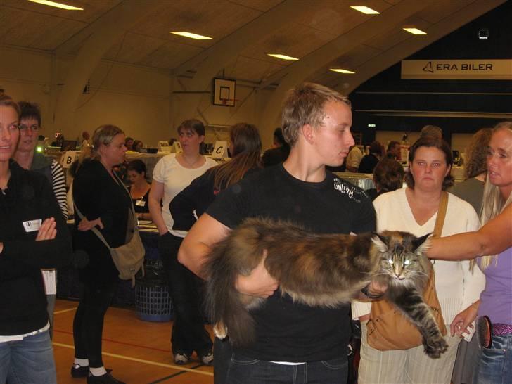 Maine Coon Micharlo´s Dark Rose billede 14