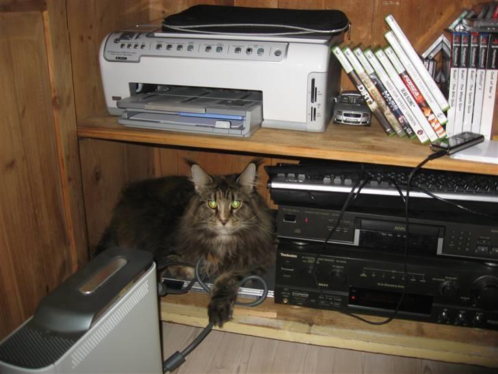 Maine Coon Micharlo´s Dark Rose - tænk nu hvis der kommer en og stjæler "fars" play station, så ligger jeg parat her til at skræmme dem væk. billede 15