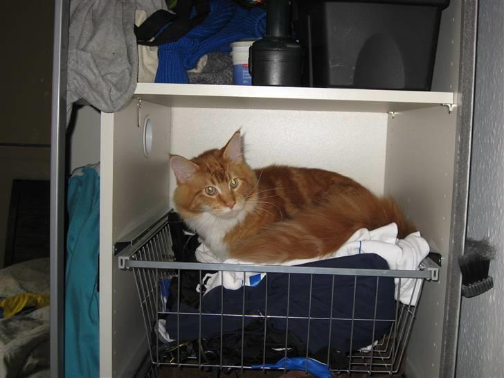 Maine Coon Micharlo´s Nippon - ej hvor er det blødt at ligge her, og så er der "tremmer så jeg ikke falder ud når jeg bliver rigtig træt" billede 7