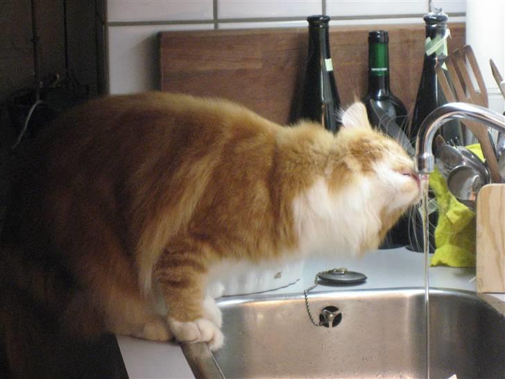 Maine Coon Micharlo´s Nippon billede 8