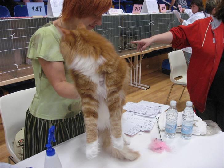 Maine Coon Micharlo´s Nippon billede 9