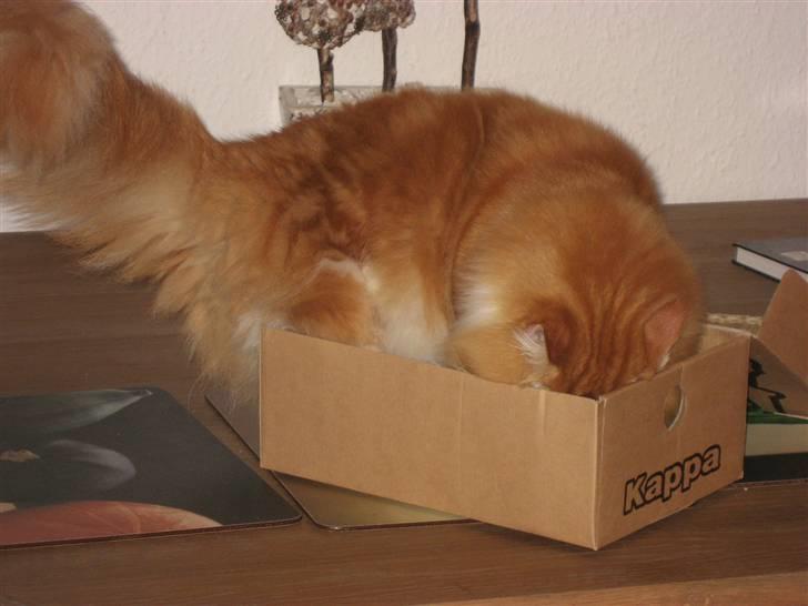 Maine Coon Micharlo´s Nippon - her kan jeg da godt være billede 10