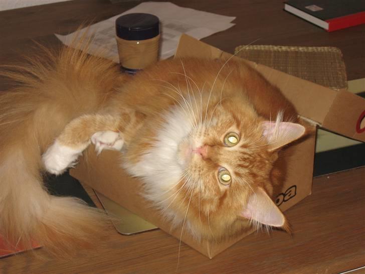 Maine Coon Micharlo´s Nippon - hej istedet for at stå og grine er du så ikke sød at hjælpe mig med at komme længere ned i kassen. - for jeg kan helt sikkert være her billede 11