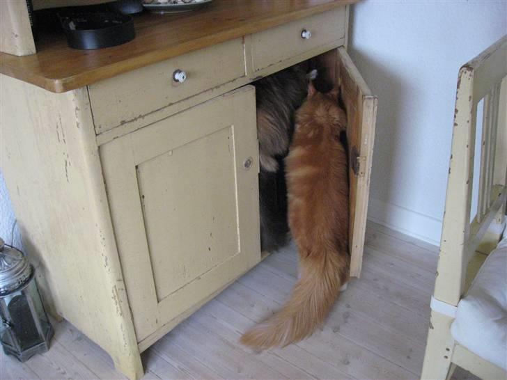 Maine Coon Micharlo´s Nippon - jeg vil også være med billede 12