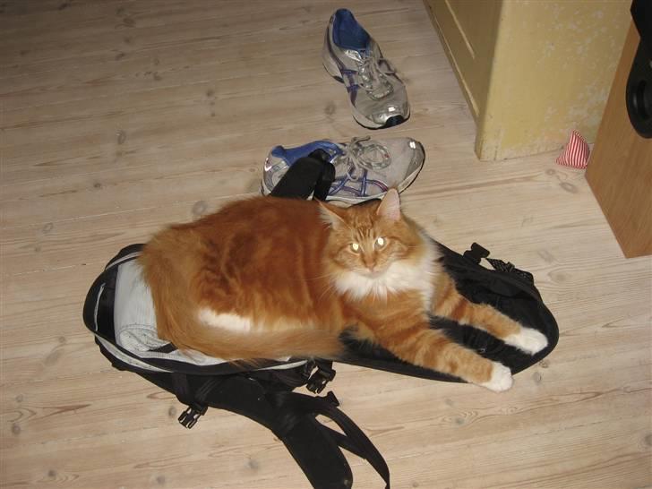 Maine Coon Micharlo´s Nippon - så kan far ikke undgå at nusse mig inden han går billede 13