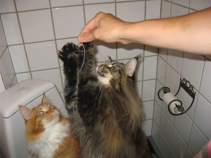 Maine Coon Micharlo´s Nippon - nok se ikke røre, jeg har nemlig lært at vente til det er min tur billede 14