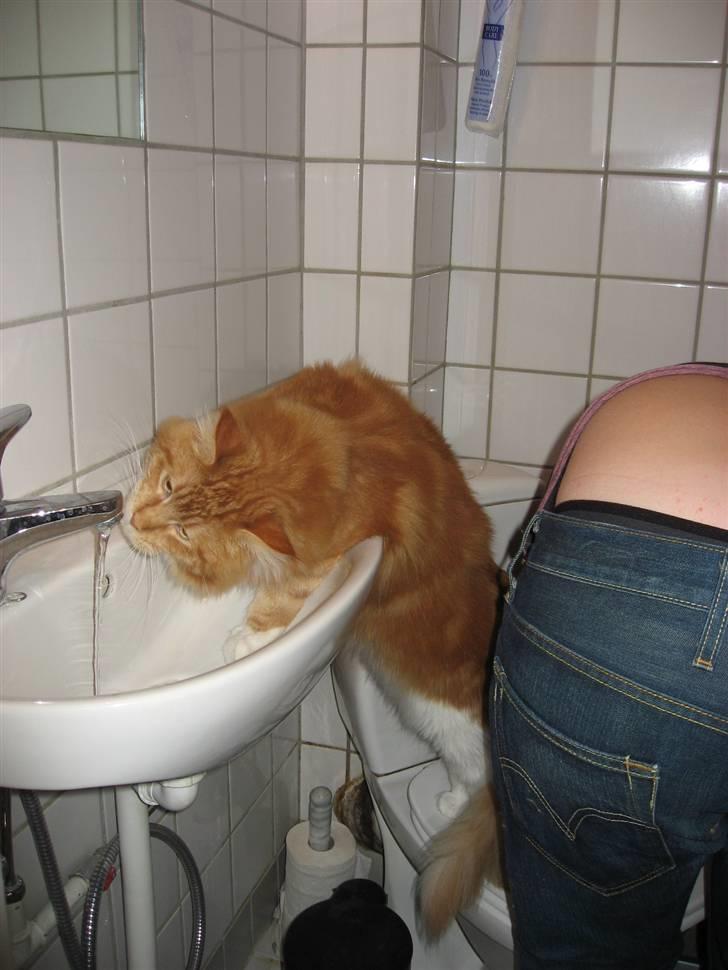 Maine Coon Micharlo´s Nippon - man kan godt drikke vand uden at få våde poter, man skal bare stræææækker sig billede 15