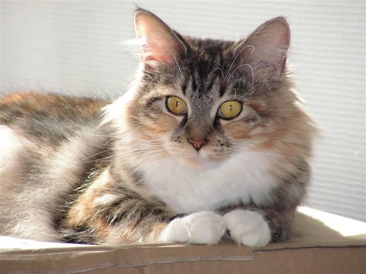 Maine Coon Chili billede 9