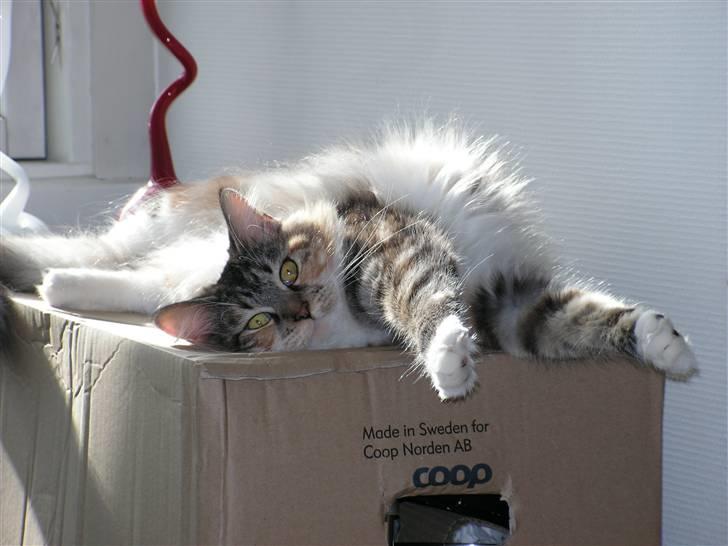 Maine Coon Chili billede 10