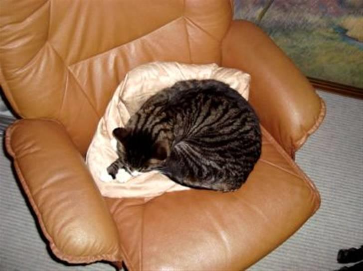 Huskat Jerry *RIP* <3  billede 7