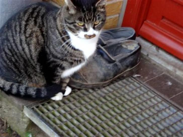 Huskat Jerry *RIP* <3  billede 8