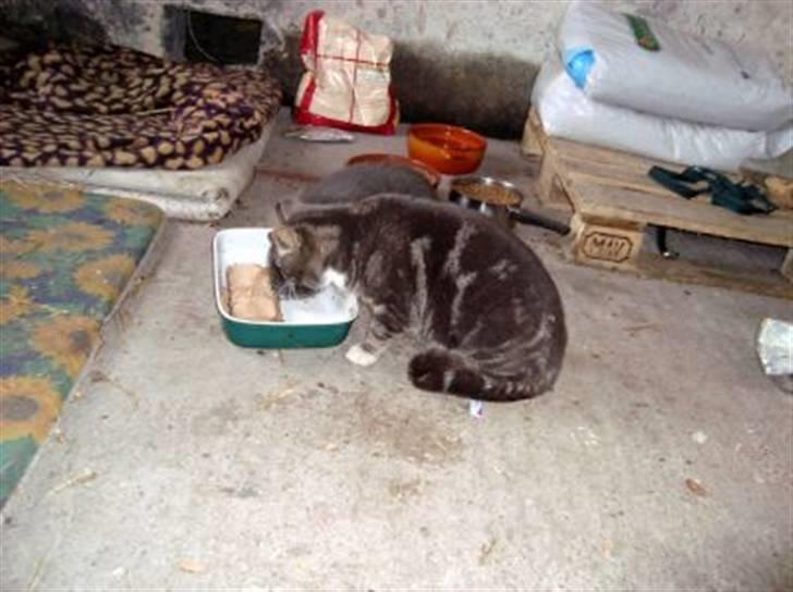 Blanding af racer Kitte Kat †R.I.P.† billede 7