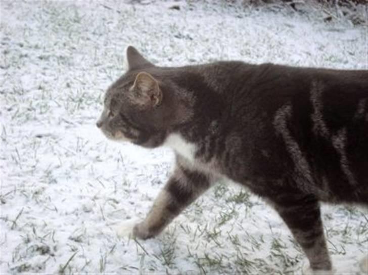 Blanding af racer Kitte Kat †R.I.P.† billede 8