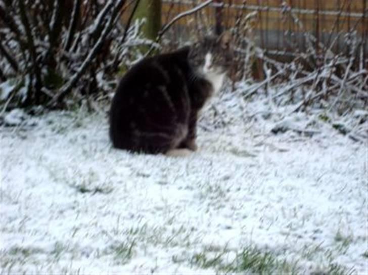 Blanding af racer Kitte Kat †R.I.P.† billede 9