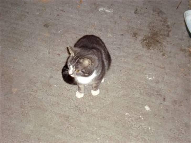 Blanding af racer Kitte Kat †R.I.P.† billede 10