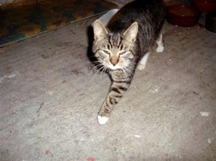 Huskat Tiger *RIP* billede 13