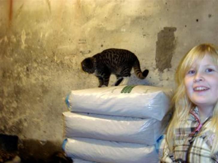 Huskat Tiger *RIP* billede 14