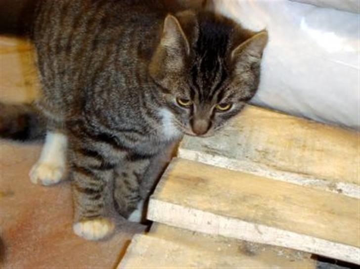 Huskat Tiger *RIP* billede 15