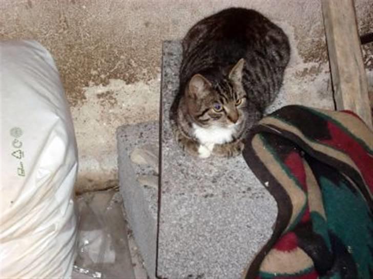 Huskat Tiger *RIP* billede 16