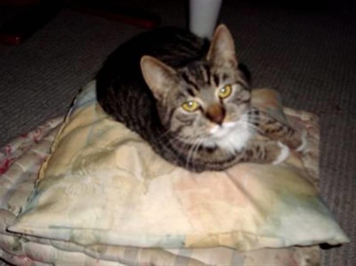 Huskat Tiger *RIP* billede 17