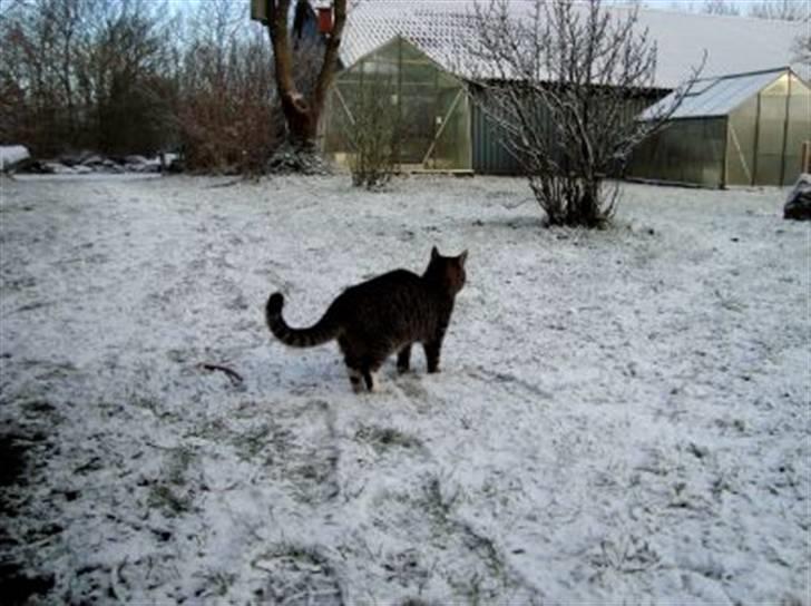 Huskat Tiger *RIP* billede 18