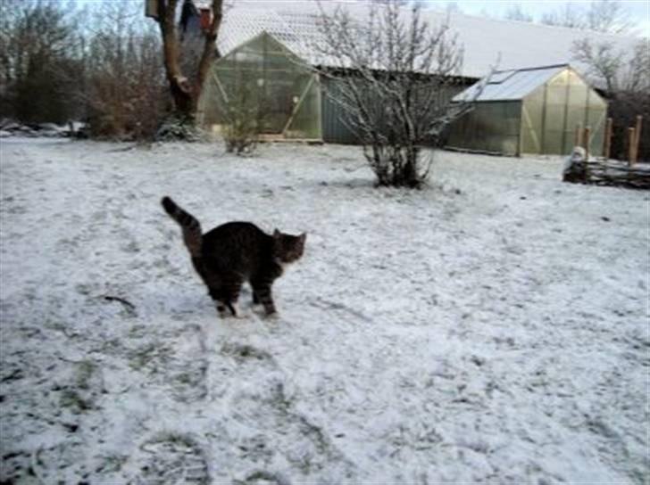 Huskat Tiger *RIP* billede 19