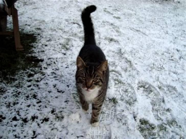 Huskat Tiger *RIP* billede 20